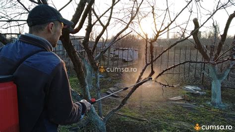 Solutie Piatra Vanata Pentru Pomi Cum Sa O Prepari Si Cand O Aplici