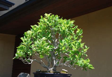 Bonsai Dead Or Dormant How To Tell