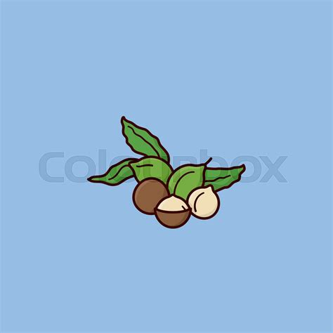Macadamia Nuts And Leaves Vector Illustration Stock Vector Colourbox