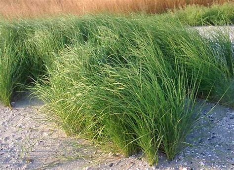Спартина / Декоративные злаки и травы / Энциклопедия растений ...