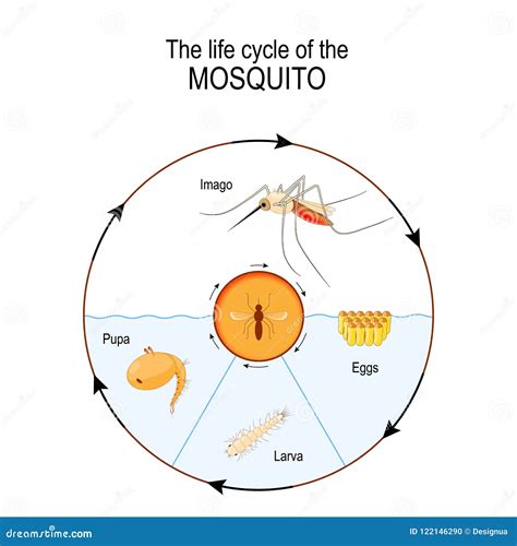 Life Cycle of the Mosquito: Imago, Eggs, Pupa, Larva. Stock Vector ...