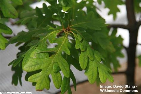 White Oak Tree: Leaves, Bark, Fruit (Acorn) (Picture) – Identification
