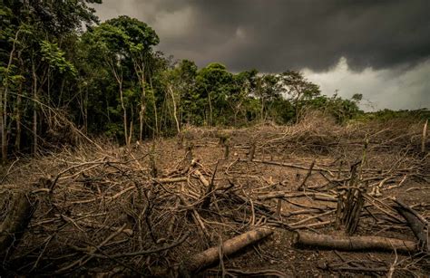 Tag Des Regenwaldes Wwf Analyse Zeigt Teufelskreis Zwischen Entwaldung