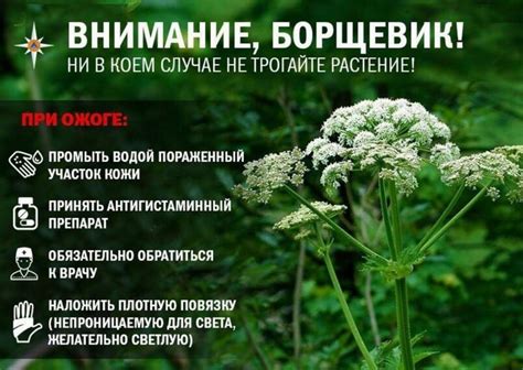 ОСТОРОЖНО Борщевик: как выглядит, чем опасен, способы борьбы