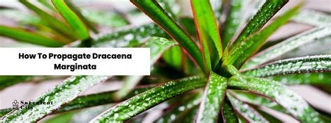 How To Propagate Dracaena Marginata Succulent City