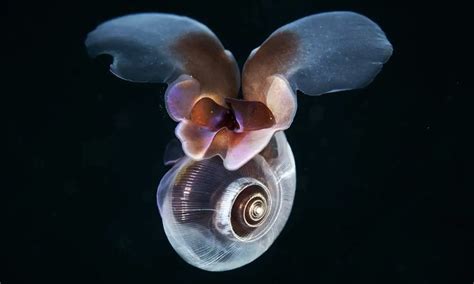 sea butterfly      surfs  magazine