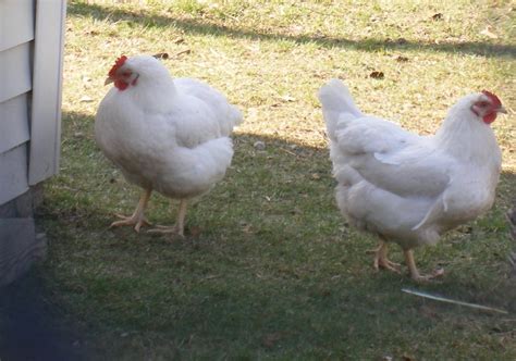 Breeding Sex Links Third Generation BackYard Chickens Learn How To Raise Chickens
