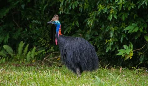 World S Most Dangerous Bird Spark Lark