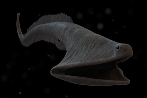 15+ Nightmarish Creatures of the Deep Sea - Page 6 of 35 - Worldemand