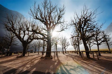 Premium Photo Asphalt Road And Naked Trees With Mountain Nature Landscape At The Background