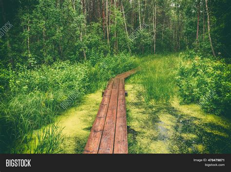 Summer Moody Forest Image And Photo Free Trial Bigstock