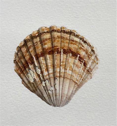 Watercolour Seashell Natural Form Art Watercolor Paintings Nature