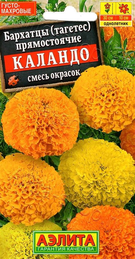 Бархатцы Каландо: описание и характеристики сорта бархоток, тонкости ...