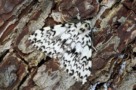 Nun Moth Photograph By Simon Boothscience Photo Library Pixels