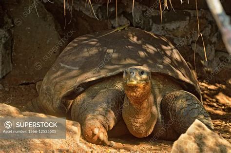 Galapagos Giant Tortoise Geochelone Elephantopus Captive Specimen