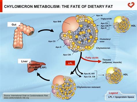 The Science Of Healthy Fats Ketoschool