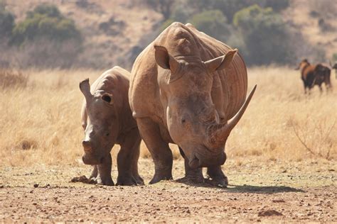 Two Rhinoceros Walking On Brown FieldFree Stock Photo