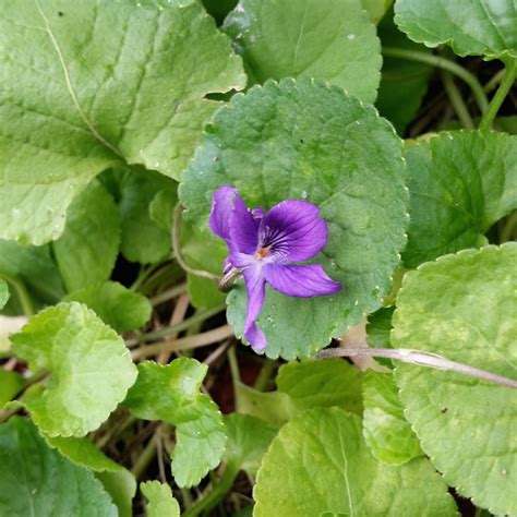 Soil Beneath My Fingers Edible Weeds Plant Identification