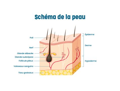 Les Cicatrices D Acn D O Viennent Elles