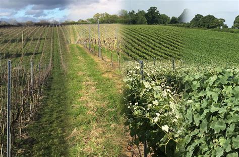 English Oak Vineyard Year Panel English Oak Vineyard