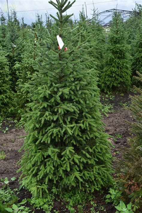 Ель Сербская Оморика (76 фото) - фото - картинки и рисунки: скачать ...