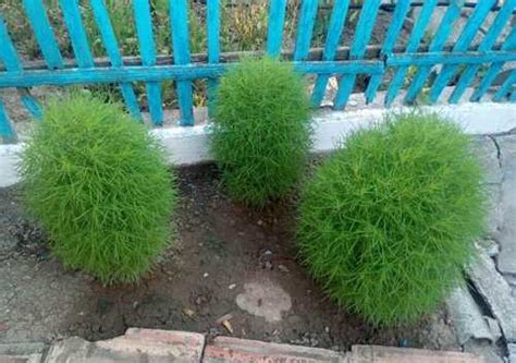 Кохия веничная(Kochia scoparia) Летний кипарис | Festima.Ru ...