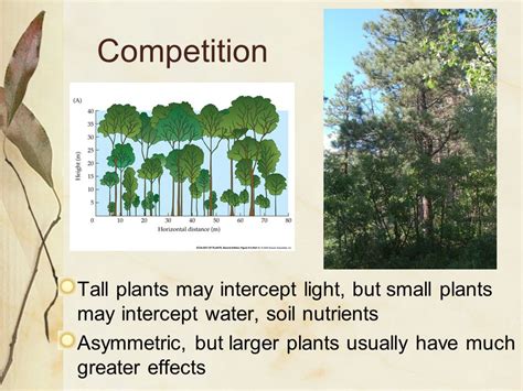 Plant Competition For Light