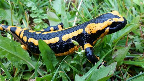 200 Free Salamander And Nature Photos Pixabay