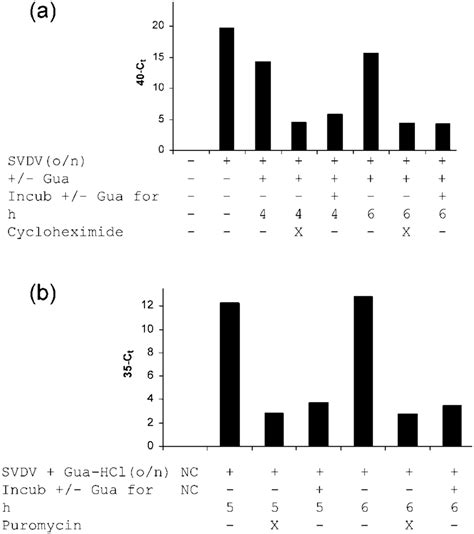 Rna Synthesis Following Removal Of Guanidine Block Requires De Novo