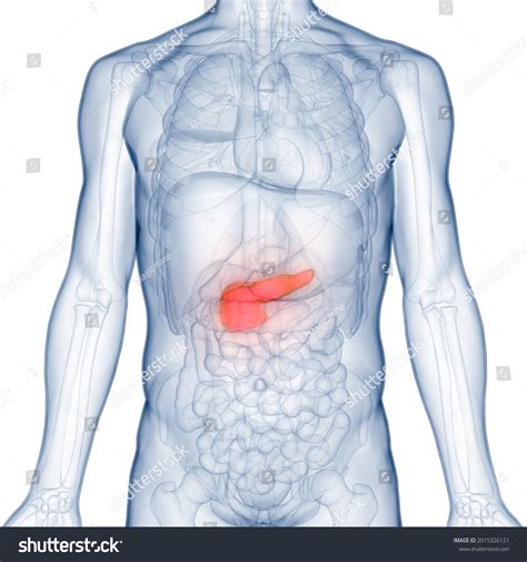 Human Pancreas Anatomy