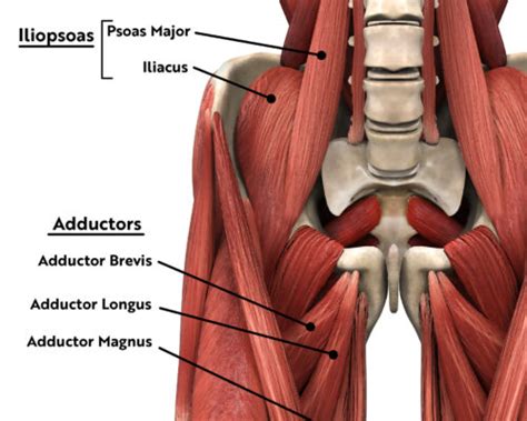 Hip Anatomy and Functions of the Hip | CSOG Sports Medicine