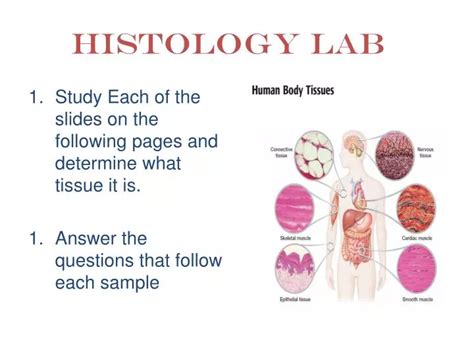 PPT - Histology Lab PowerPoint Presentation, free download - ID:1865605