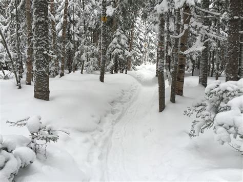 Images Gratuites arbre forêt chemin branche neige hiver gel la