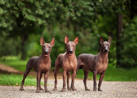 Xoloitzcuintli Guide Lifespan Size And Characteristics