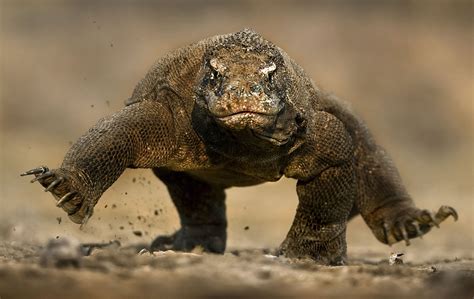 Che cos'è il Parco nazionale di Komodo - Focus.it