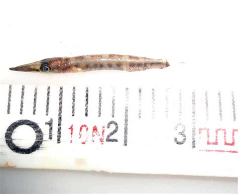 Can any body identified this Barracuda species? | ResearchGate