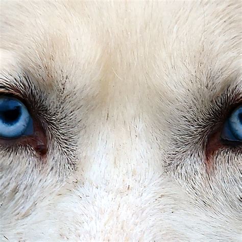 What Would Cause A Dogs Eye To Turn Blue