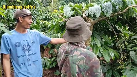 sukses panen puluhan ton   ilmu titen  merawat kopi