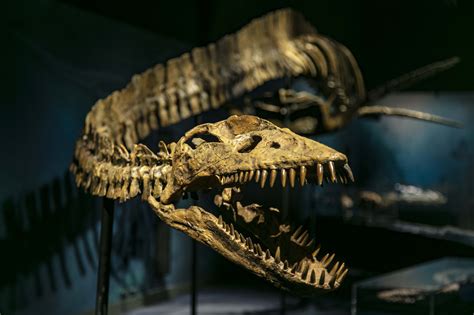 Exhibition Review Sea Monsters Wa Maritime Museum