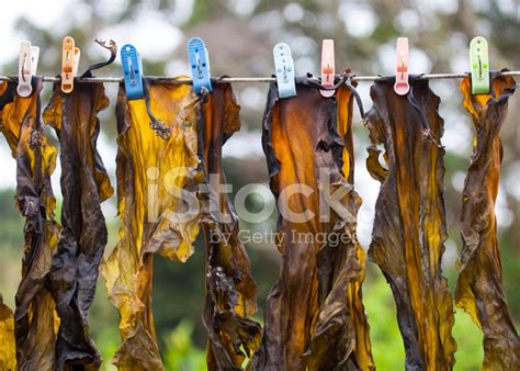 Laminaria Japonica Stock Photos - FreeImages.com