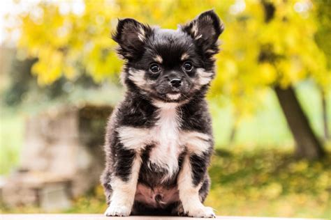 フリー写真 子犬のチワワでアハ体験 Gahag 著作権フリー写真・イラスト素材集 Gahag 著作権フリー写真・イラスト素材集