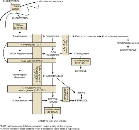 Differences Of Sex Development Clinical Tree