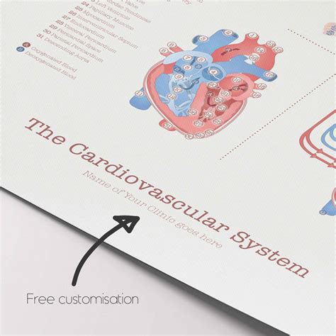Haspi Cardiovascular System Answers 3
