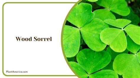 5 Plants That Look Like Clover Discover The Lookalikes Plant America