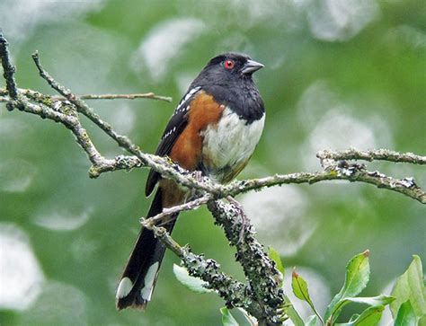 Living On Earth Birdnote Whats In A Name