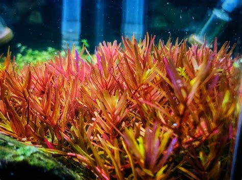 РОТАЛА ХРА - Rotala Hra
