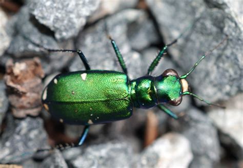 Six Spotted Tiger Beetle Cicindela Sexguttata Bugguide Net