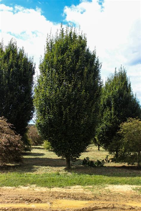 Pyramidal European Hornbeam Halka Nurseries