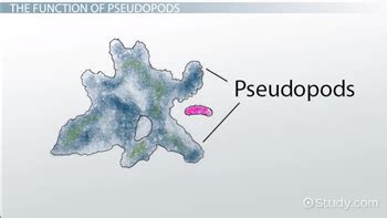 pseudopodia definition function pseudopods lesson studycom