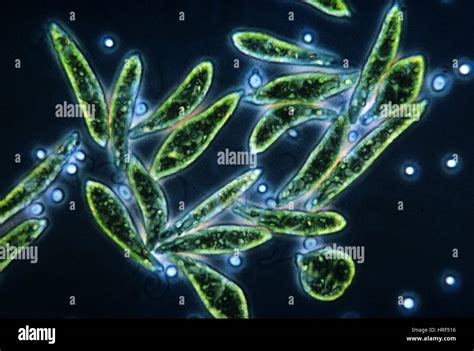 Euglena Gracilis Protists Hi Res Stock Photography And Images Alamy